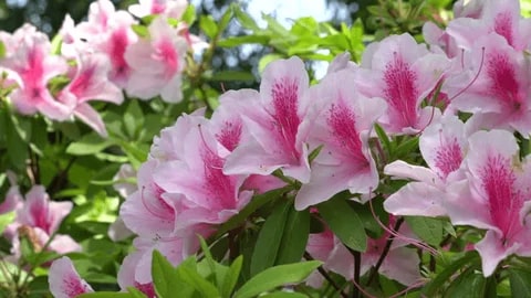 White Pink Rhododendron Flower Seeds for Planting – Heirloom, Non-GMO, Sun Loving, High Germination