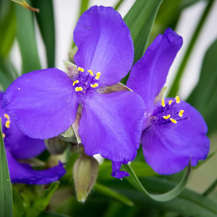 Flower Seeds, Seeds,Seeds For Planting,Plant Seeds