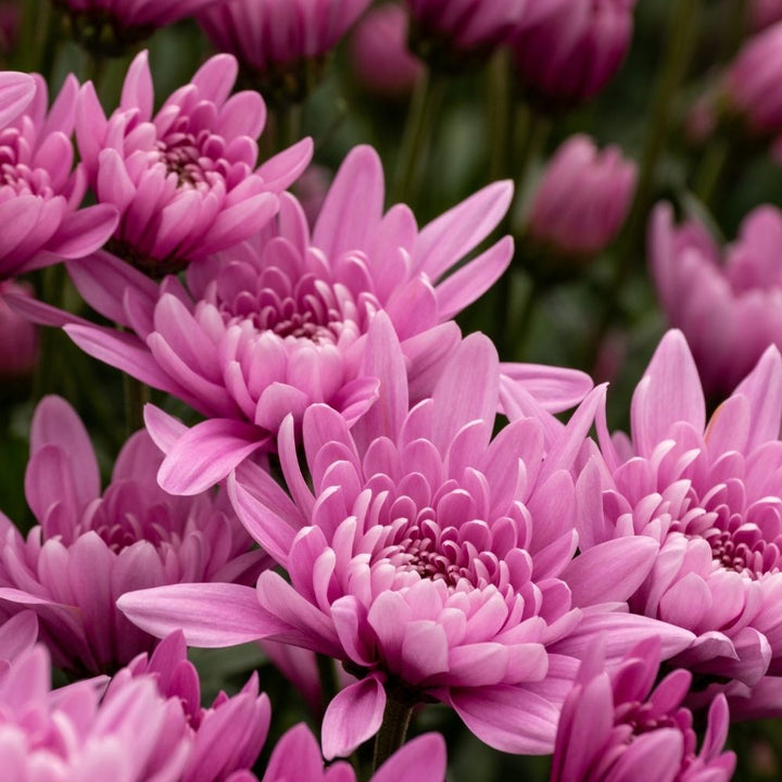 Flower Seeds, Seeds,Seeds For Planting,Plant Seeds