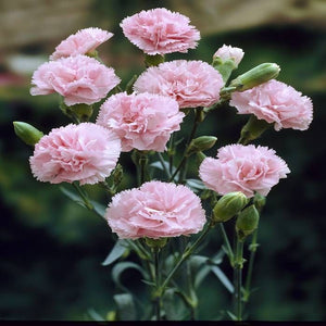 Flower Seeds, Seeds,Seeds For Planting,Plant Seeds