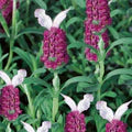 Red Lavender Flower Seeds for Planting – Heirloom, Non-GMO Cut-Flower Favorite Organic Garden Seeds