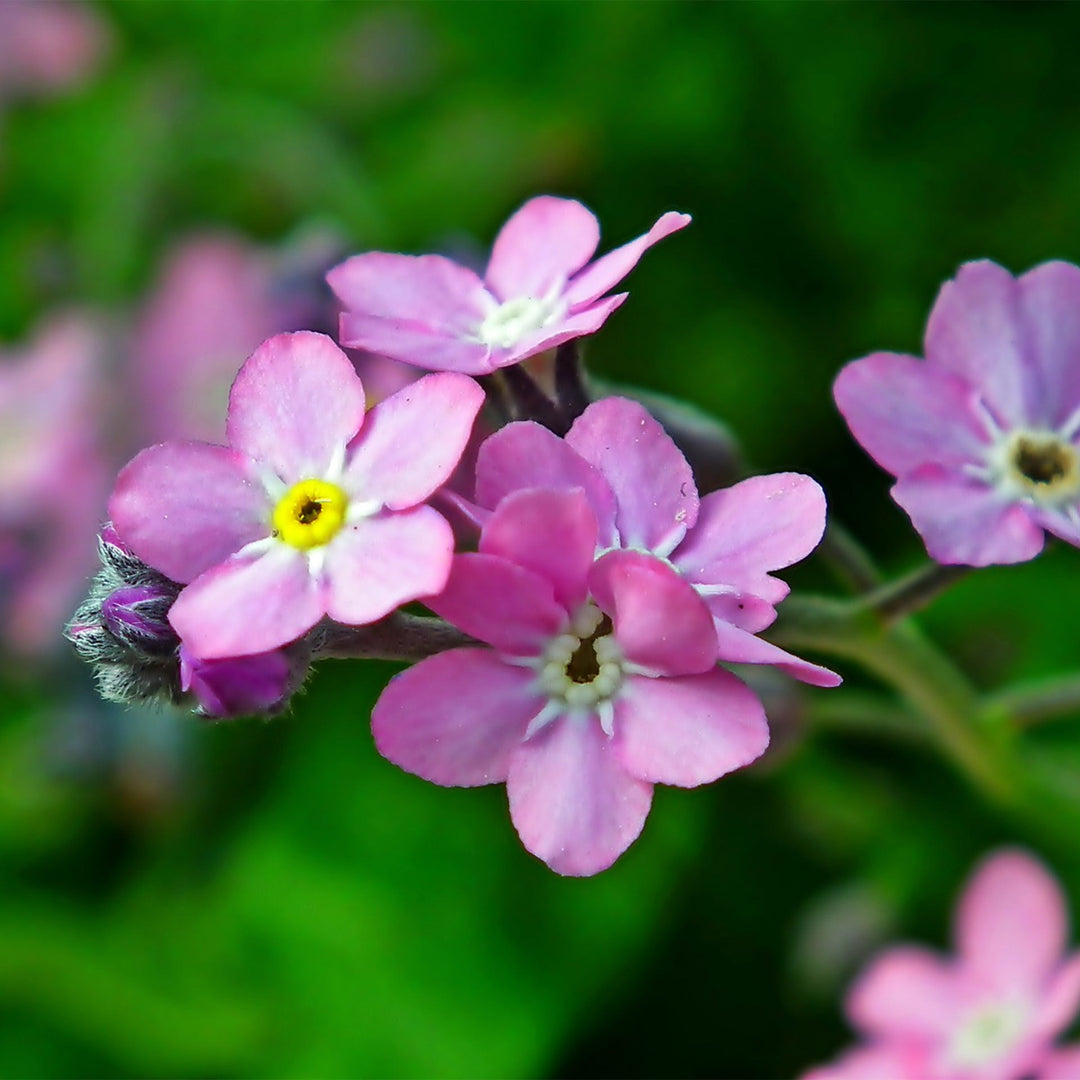 Flower Seeds, Seeds,Seeds For Planting,Plant Seeds