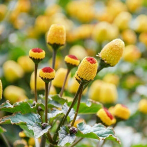 Flower Seeds, Seeds,Seeds For Planting,Plant Seeds