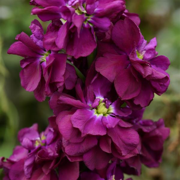 Flower Seeds, Seeds,Seeds For Planting,Plant Seeds