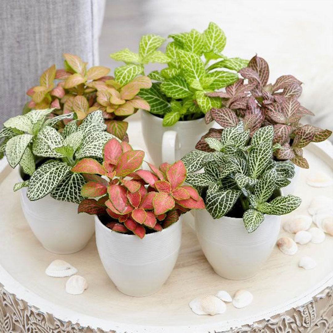nerve plant seeds Heirloom Non-GMO Mix Fittonia Nerve Plant Seeds – High Germination Organic  Seeds for Colorful Indoor Foliage Planting