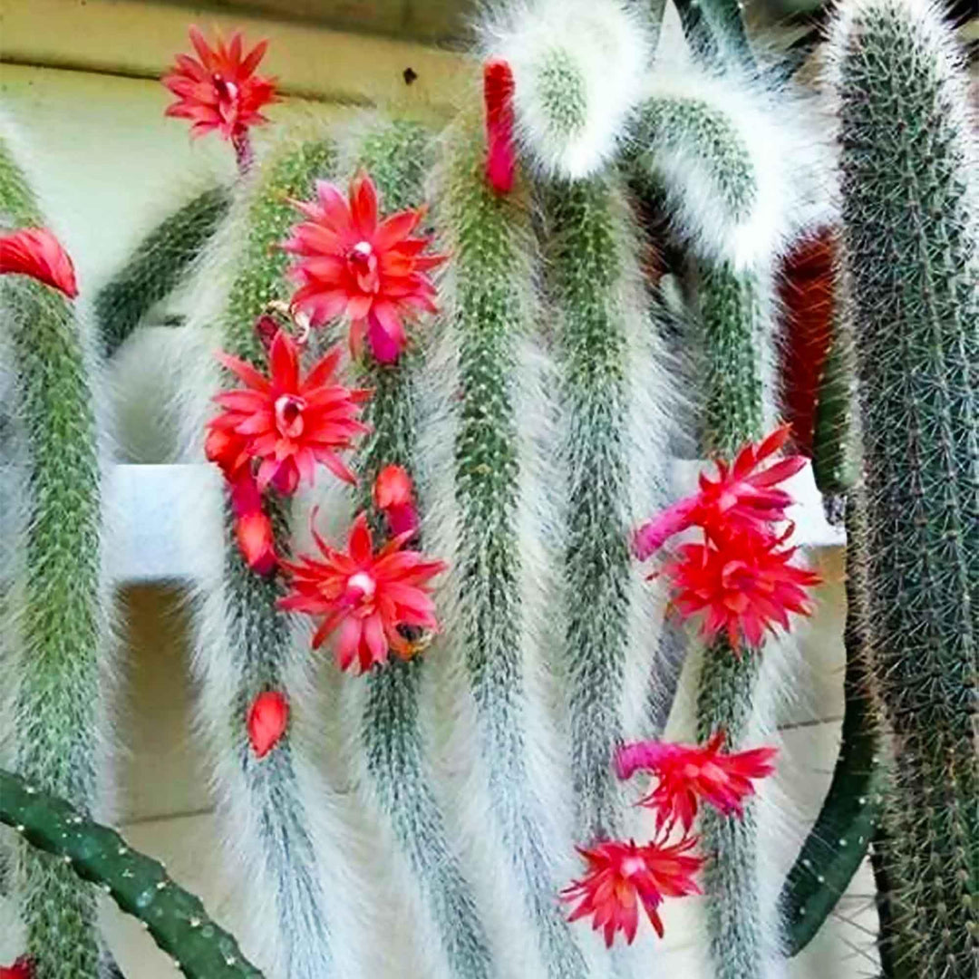 Flower Seeds, Seeds,Seeds For Planting,Plant Seeds