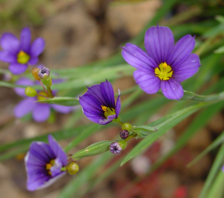 Flower Seeds, Seeds,Seeds For Planting,Plant Seeds