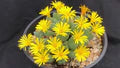 Yellow Conophytum Flower Seeds for Planting – Heirloom, Non-GMO, Organic Garden Seeds