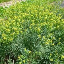 Rue Herb Seeds (Ruta graveolens) for Planting – Heirloom, Non-GMO Medicinal & Companion Plant for Herb Gardens