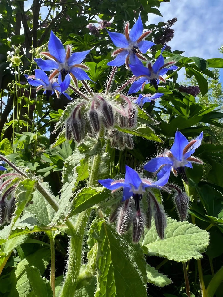 Dark Blue Borago Flower Seeds for Planting – Heirloom, Non-GMO, High Germination, Organic Garden Seeds