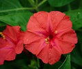 Red Mirabilis Scarlet Flower Seeds for Planting – Colorful Display Heirloom, Non-GMO, High Germination Garden Seeds