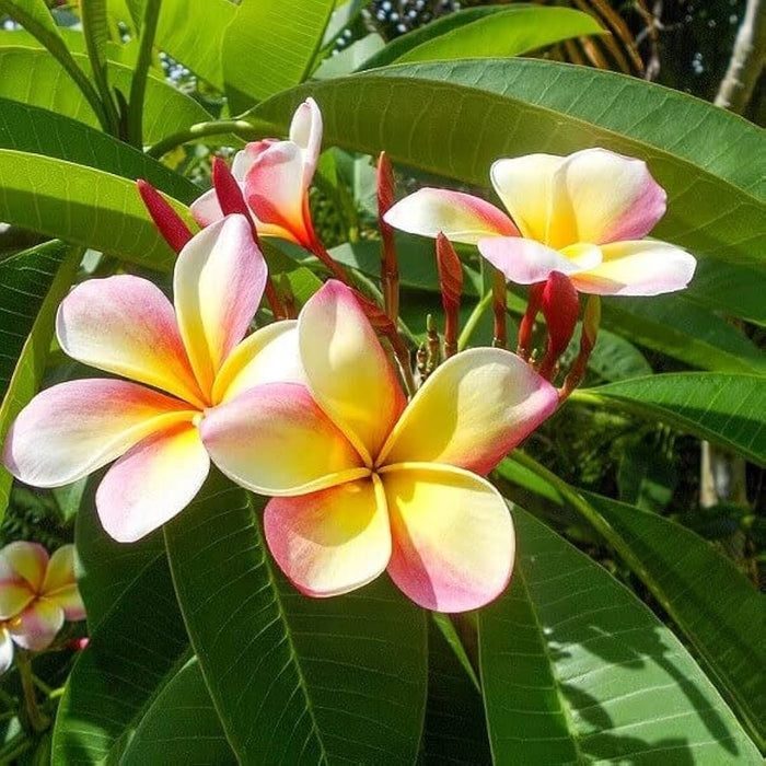 Flower Seeds, Seeds,Seeds For Planting,Plant Seeds