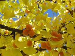 Flower Seeds, Seeds,Seeds For Planting,Plant Seeds