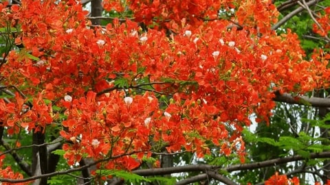 Light Orange Strongylodon Macrobotrys Seeds – Heirloom Non-GMO High Germination Seeds for Planting