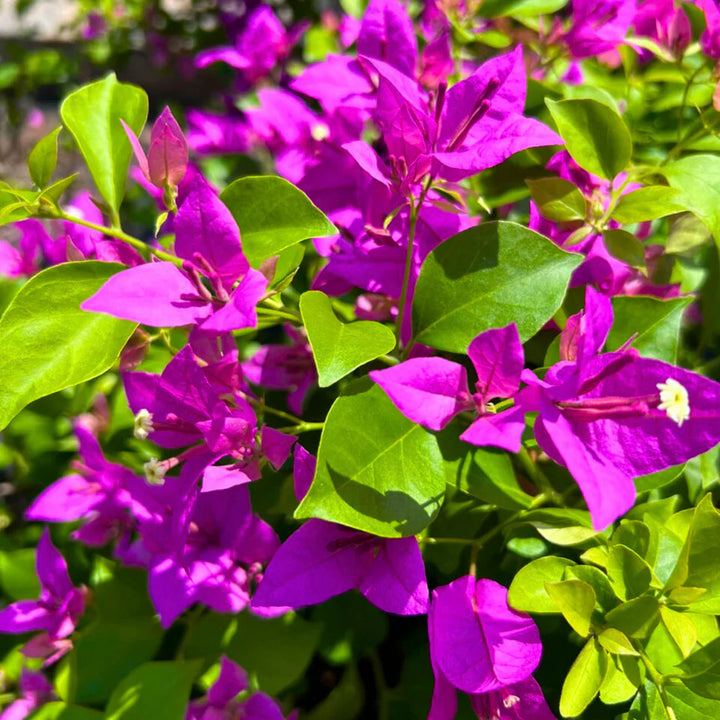Flower Seeds, Seeds,Seeds For Planting,Plant Seeds
