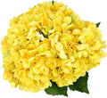 Yellow Hydrangea Flower Seeds for Planting – Heirloom, Non-GMO, Organic Garden Seeds