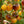 Yellow Brown Tomato Seeds for Planting – Heirloom Non-GMO Unique Vegetable – Organic Garden Seeds, High Germination