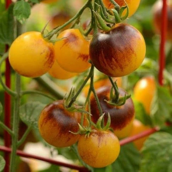 Yellow Brown Tomato Seeds for Planting – Heirloom Non-GMO Unique Vegetable – Organic Garden Seeds, High Germination
