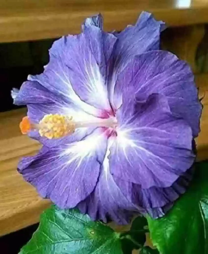 Flower Seeds, Seeds,Seeds For Planting,Plant Seeds
