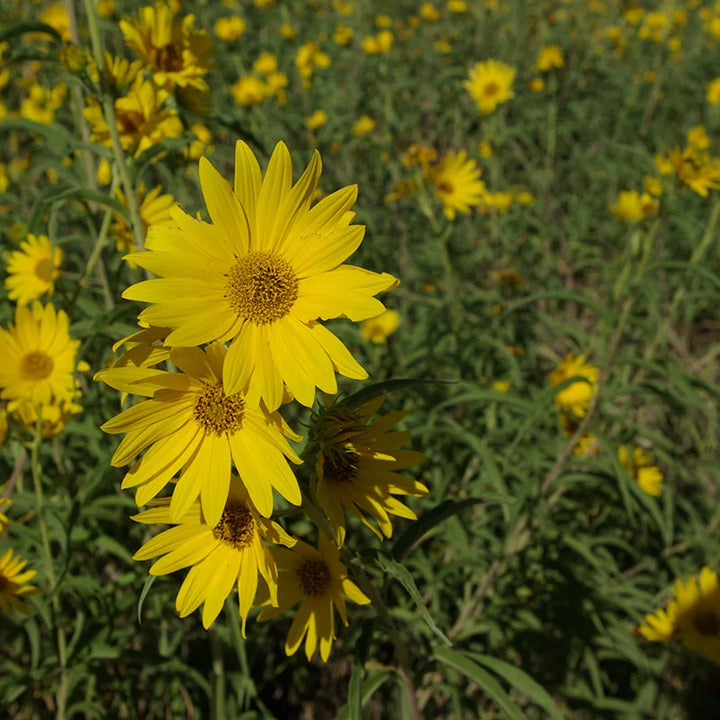 Flower Seeds, Seeds,Seeds For Planting,Plant Seeds