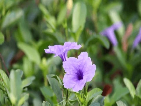 Lavender Mini Violet Flower Seeds for Planting – Heirloom, Non-GMO, High Germination Garden Seeds