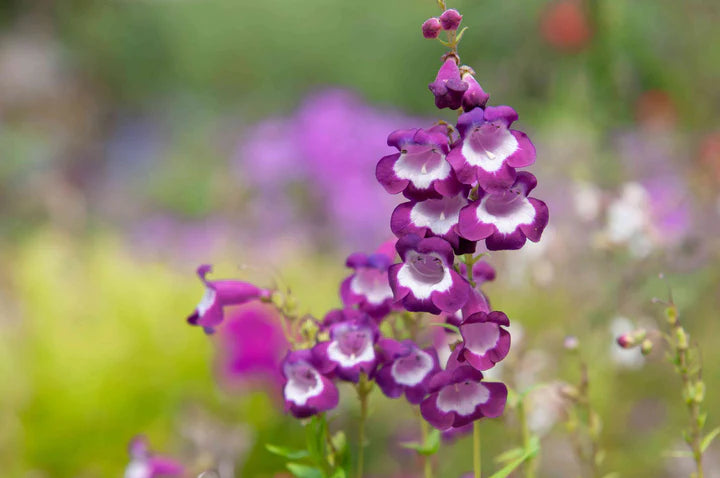 Purple Beardtongue Flower Seeds for Planting – Heirloom, Non-GMO Seasonal Bloomer Seeds