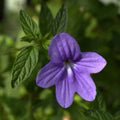 Violet Browallia Flower Seeds for Planting – Heirloom, Non-GMO, High Germination Organic Garden Seeds