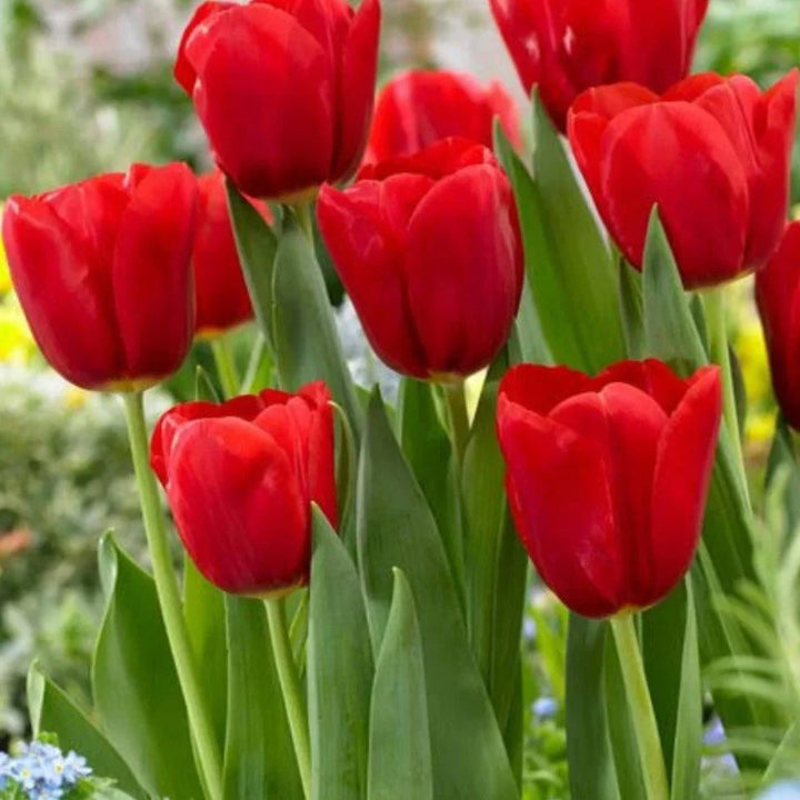 Flower Seeds, Seeds,Seeds For Planting,Plant Seeds