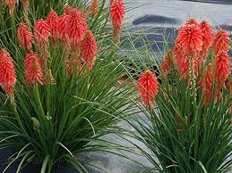 Flower Seeds, Seeds,Seeds For Planting,Plant Seeds