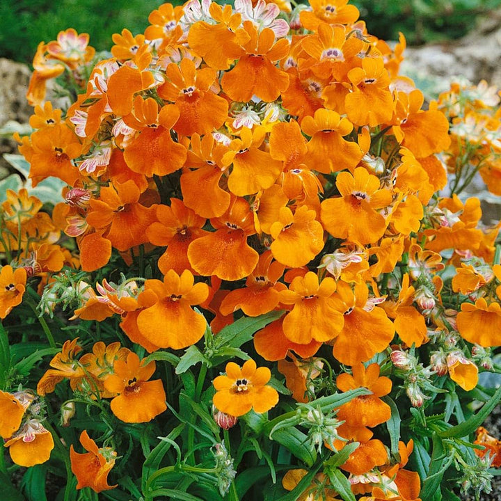 Flower Seeds, Seeds,Seeds For Planting,Plant Seeds