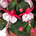 Fuchsias White Pink Flower Seeds for Planting – Heirloom, Non-GMO, Seasonal Bloomer, High Germination