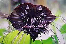 Tiger Orchid Flower Seeds for Planting – Heirloom, Non-GMO, High Germination, Organic Garden Seeds