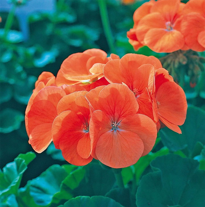 Flower Seeds, Seeds,Seeds For Planting,Plant Seeds