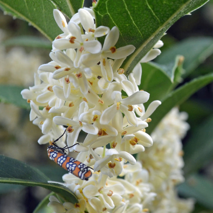 Flower Seeds, Seeds,Seeds For Planting,Plant Seeds