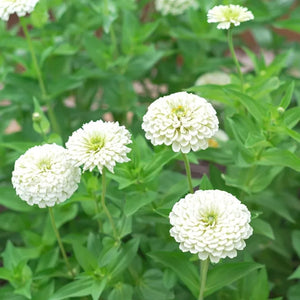 Flower Seeds, Seeds,Seeds For Planting,Plant Seeds