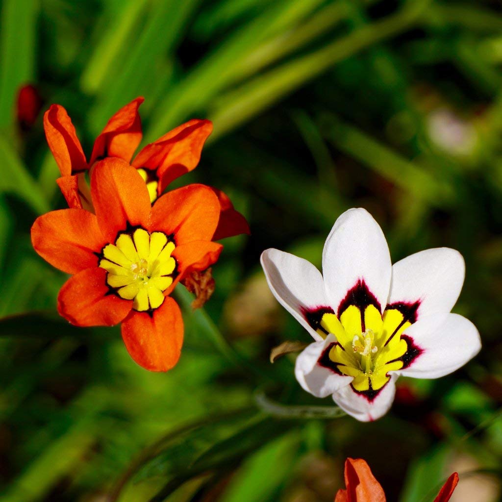 Flower Seeds, Seeds,Seeds For Planting,Plant Seeds