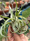 Green Tillandsia Streptophylla Flower Seeds for Planting – Heirloom, Non-GMO, High Germination Organic Garden Seeds
