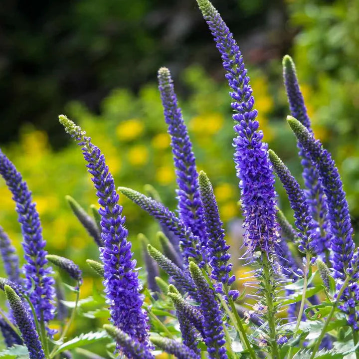 Flower Seeds, Seeds,Seeds For Planting,Plant Seeds