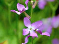 Mathiola Longipetala Seeds – Heirloom, Non-GMO, Bright Blooms