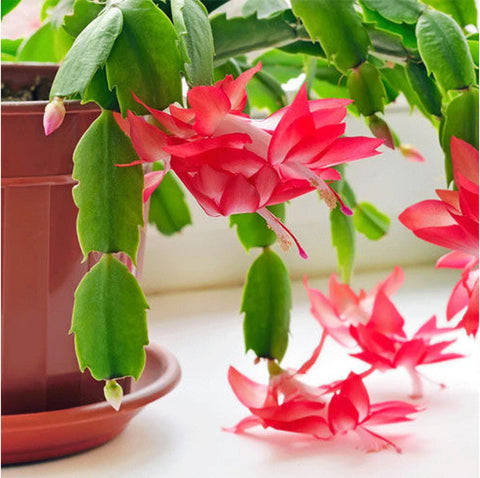 Flower Seeds, Seeds,Seeds For Planting,Plant Seeds