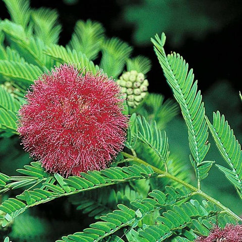 Flower Seeds, Seeds,Seeds For Planting,Plant Seeds