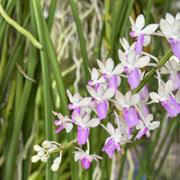 Purple White Ascocentrum Flower Seeds for Planting – Heirloom, Non-GMO, High Germination Organic Garden Seeds