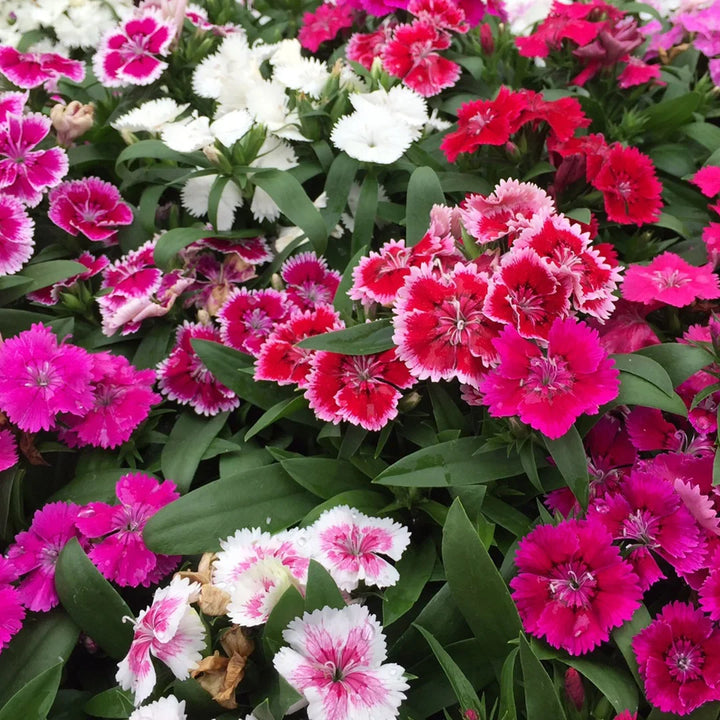 Flower Seeds, Seeds,Seeds For Planting,Plant Seeds