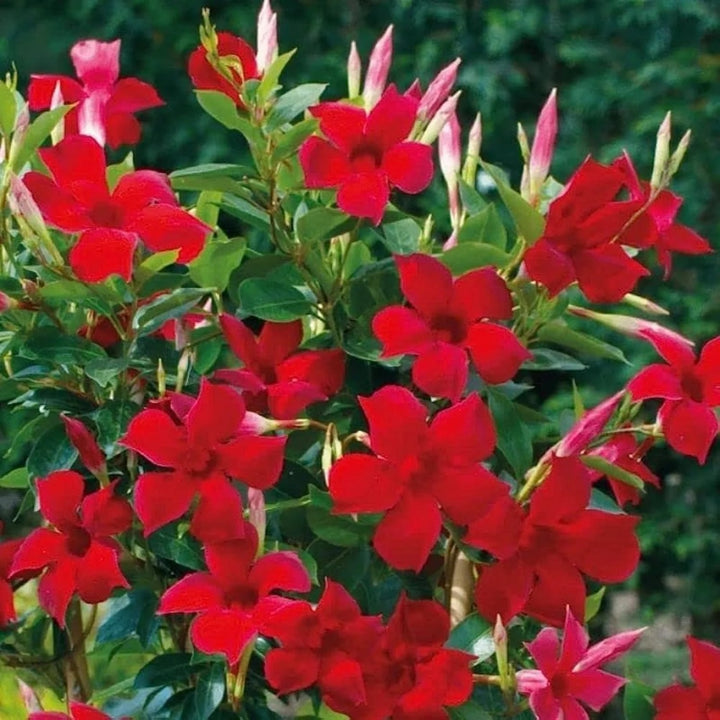 Red Mandevilla Sanderi Flower Seeds for Planting – Heirloom Non-GMO High Germination Organic Garden Seeds