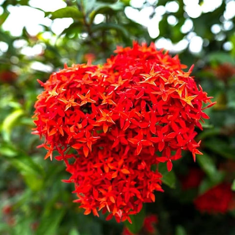 Flower Seeds, Seeds,Seeds For Planting,Plant Seeds