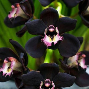 Flower Seeds, Seeds,Seeds For Planting,Plant Seeds