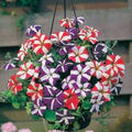 Mixed Pelleted Petunia Flower Seeds for Planting – Heirloom, Non-GMO, High Germination Garden Seeds