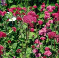 Red Ageratum Flower Seeds for Planting – Seasonal Bloomer Heirloom, Non-GMO, High Germination Garden Seeds