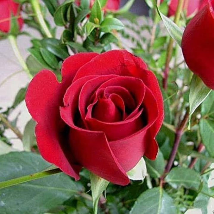 Flower Seeds, Seeds,Seeds For Planting,Plant Seeds
