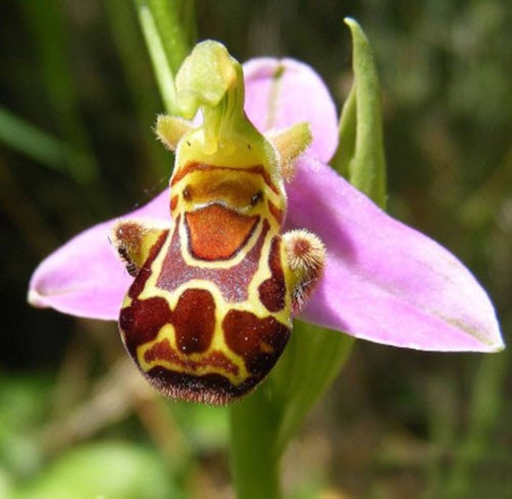 Flower Seeds, Seeds,Seeds For Planting,Plant Seeds